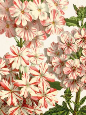 lautasliinat Geranium