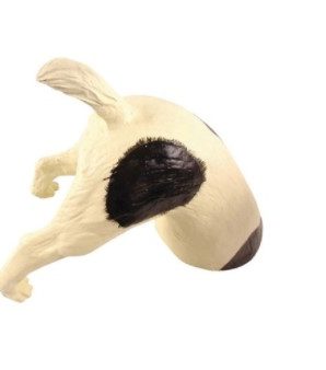 Puutarhakoriste, Koira, mustilla laikuilla