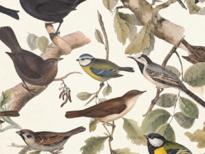 Lautasliinat, Pohjolan linnut - Sköna Ting