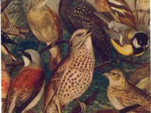 Keittöpyyhe, Linnut - Sköna Ting