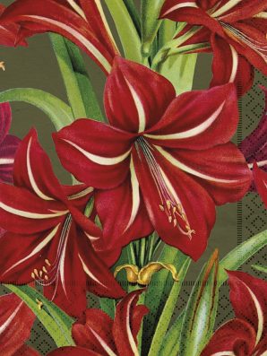 Lautasliinat, Amaryllis - Sköna Ting